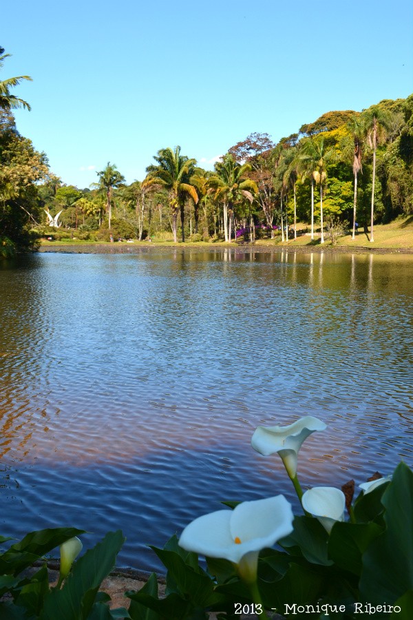 Lago das ninfeias jardim botânico