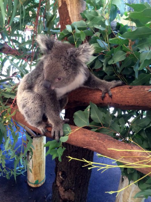 visita coalas australia