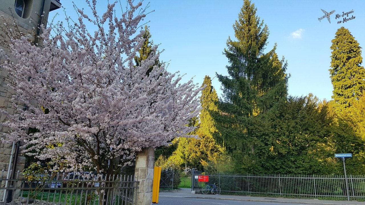 primavera suiça